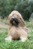 TERRIER DU TIBET 341